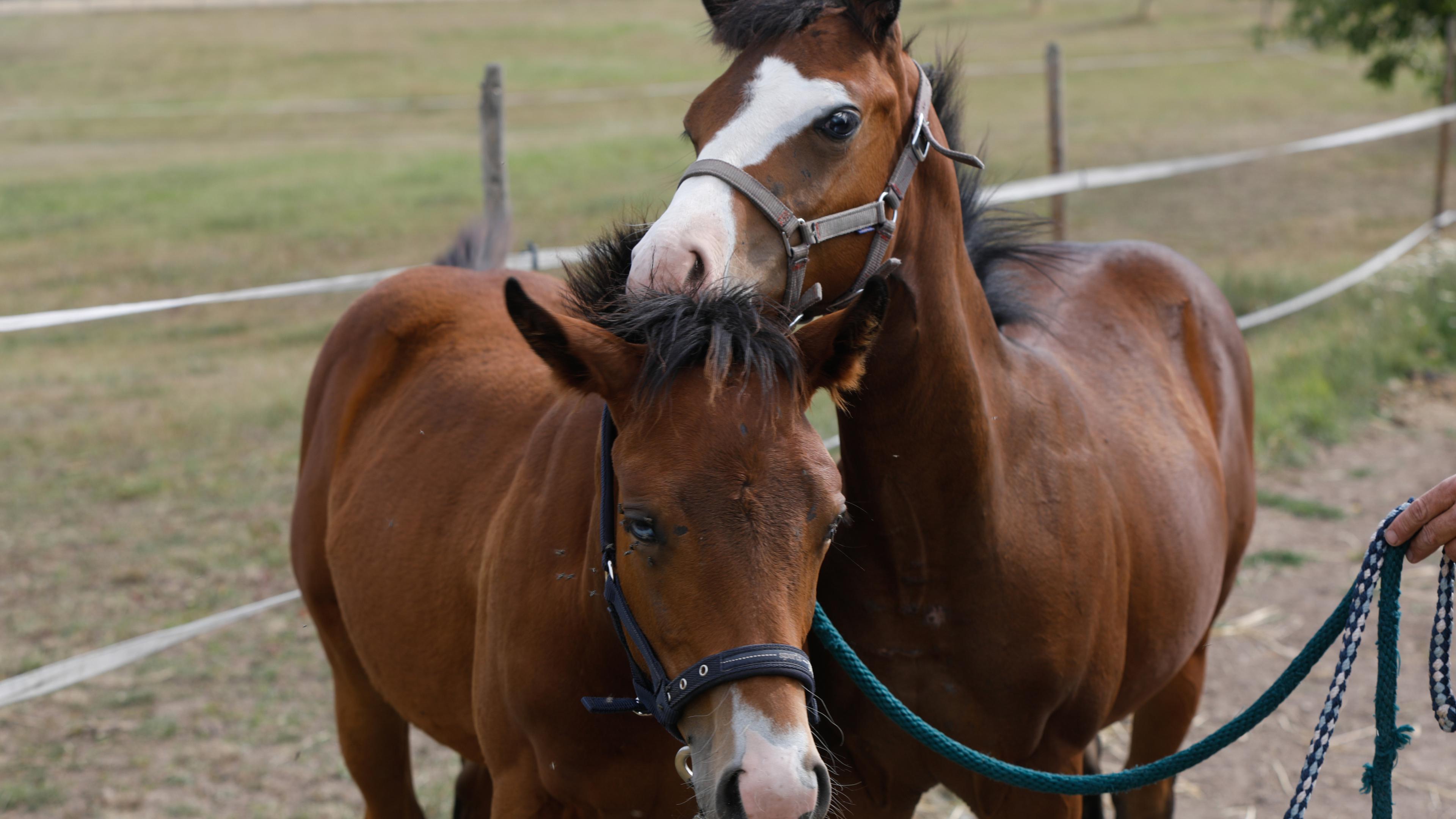 Discover Luxembourg s equestrian scene Luxembourg Times